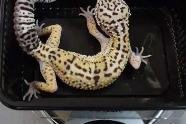 Geckos kaufen und verkaufen Foto: Biete für Hamm Eublepharis angramainyu Ilam