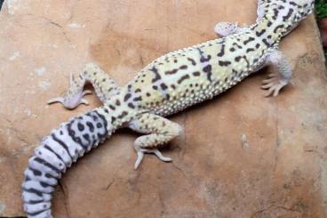 Geckos kaufen und verkaufen Foto: Eublepharis and Goniurosaurus for the Verona Reptiles show