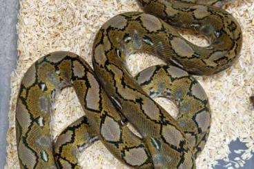 Snakes kaufen und verkaufen Photo: Candoia paulsoni St.Isabela, Bivitattus, Reticulatus 