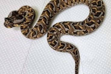 Snakes kaufen und verkaufen Photo: Vipera, Trimeresurus, Bitis, Crotalus 