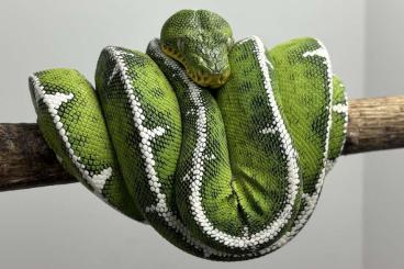 Schlangen kaufen und verkaufen Foto: Corallus batesi, Corallus batesi, Corallus batesi, Schlangen kaufen und verkaufen Foto: Corallus batesi, Corallus batesi, Corallus batesi,