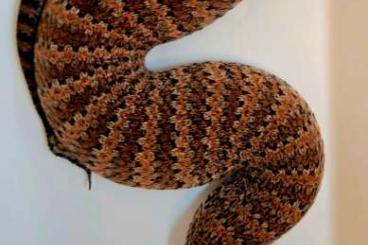 Snakes kaufen und verkaufen Photo: Acantophis antarcticus, Acantophis antarcticus, Snakes kaufen und verkaufen Photo: Acantophis antarcticus, Acantophis antarcticus,