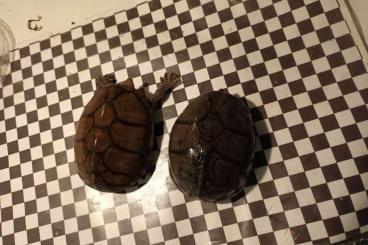 Schildkröten  kaufen und verkaufen Foto: Kinosternon acutum, scorpioides