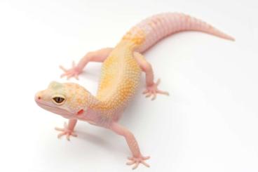 Geckos kaufen und verkaufen Foto: Rainwater albino female breeder