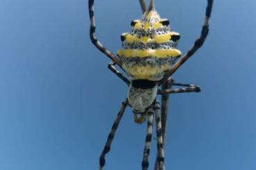 Spinnen und Skorpione kaufen und verkaufen Foto: Argiope sp. South Africa abzugeben Spinnen und Skorpione kaufen und verkaufen Foto: Argiope sp. South Africa abzugeben