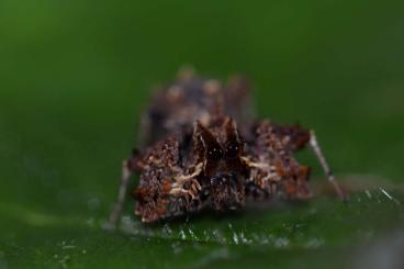 Spinnen und Skorpione kaufen und verkaufen Foto: Portia cf. fimbriata FH2 abzugeben Spinnen und Skorpione kaufen und verkaufen Foto: Portia cf. fimbriata FH2 abzugeben