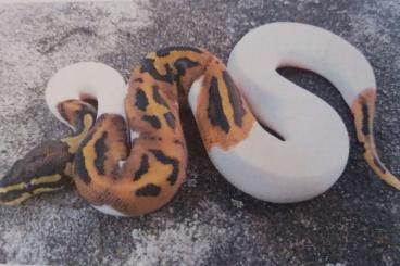 Snakes kaufen und verkaufen Photo: 1.0 Python  regius piebald pied dnz 06.2022