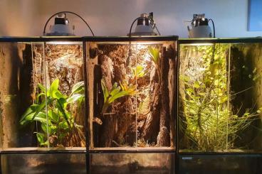 Enclosures kaufen und verkaufen Photo: 3x eingerichtete Terrarien