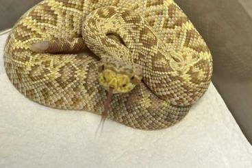 Venomous snakes kaufen und verkaufen Photo: Crotalus for Hamm in March