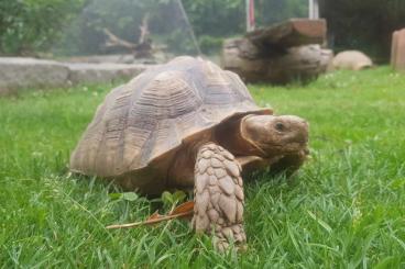 Turtles and Tortoises kaufen und verkaufen Photo: Centrochelys Sulcata        