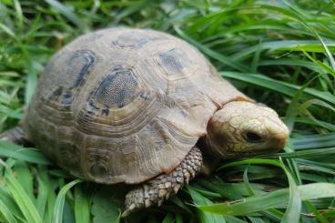 Schildkröten  kaufen und verkaufen Foto: Indotestudo Elongata                                