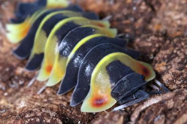 Krebstiere terrestrisch  kaufen und verkaufen Foto: Isopods                                                               