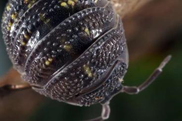 Insekten kaufen und verkaufen Foto: Pachnoda cordata, aurantia