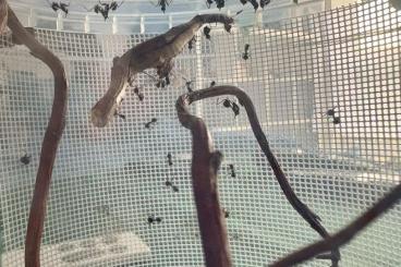 Insekten kaufen und verkaufen Foto: Fresh adult females Pseudoacanthops lobipes, P paradoxa ooths