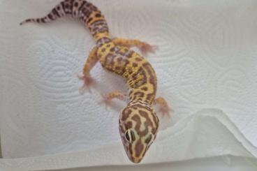 Geckos kaufen und verkaufen Foto: 1.0 Leopardgecko Tremper Albino pos. Giant/Super Giant Geckos kaufen und verkaufen Foto: 1.0 Leopardgecko Tremper Albino pos. Giant/Super Giant