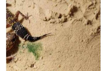 Lizards kaufen und verkaufen Photo: Offer for Hamm in March - Nephrurus, Underwoodisaurus