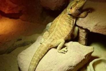 Bearded dragons kaufen und verkaufen Photo: Verkaufe Farb Bartagamen 