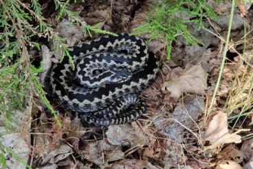 Schlangen kaufen und verkaufen Foto: Vipera berus  -  Kreuzotter