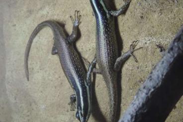 Echsen  kaufen und verkaufen Foto: Sonstige Echsen - Skinke, Geckos:
