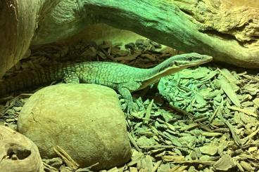 Monitor lizards kaufen und verkaufen Photo: Varanus for Houten June 2nd