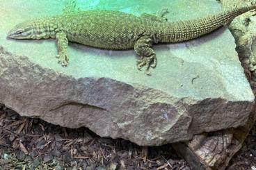 Monitor lizards kaufen und verkaufen Photo: Varanus for Houten December 3rd