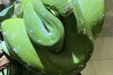 Schlangen kaufen und verkaufen Foto: Snakes for Houten June 2nd