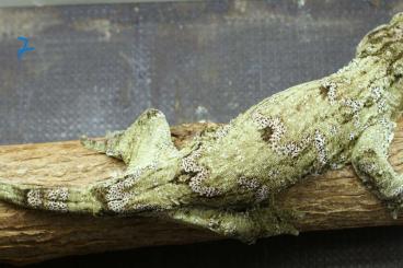 Geckos kaufen und verkaufen Foto: Rhacodactylus leachianus 