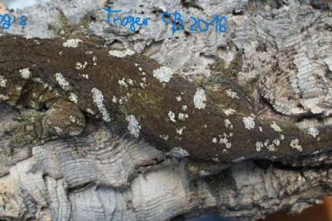 Geckos kaufen und verkaufen Foto: Rhacodactylus leachianus Mt. Khogis adult