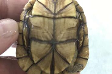 Schildkröten  kaufen und verkaufen Foto: Turtles for Verona Reptiles 
