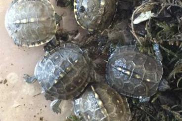 Schildkröten  kaufen und verkaufen Foto: Turtles available for Verona Reptiles 
