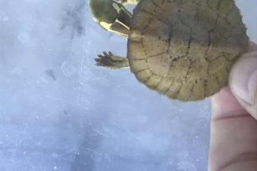 Schildkröten  kaufen und verkaufen Foto: Sacalia quadriocellata CB2022