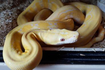 Snakes kaufen und verkaufen Photo: Python réticulé super dwarf