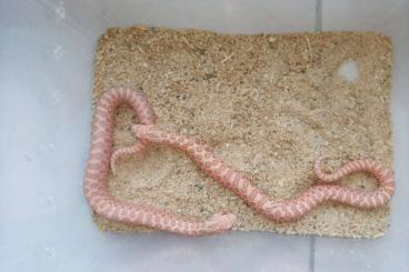Schlangen kaufen und verkaufen Foto: Heterodon nasicus CORAL CB23