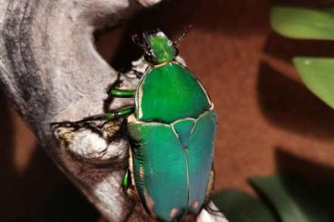 Insekten kaufen und verkaufen Foto: Mecynorrhina torquata immaculicollis Rosenkäfer 