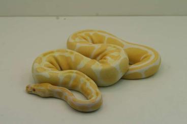 Königspythons kaufen und verkaufen Foto: 0.1 Python Regius HC-Albino