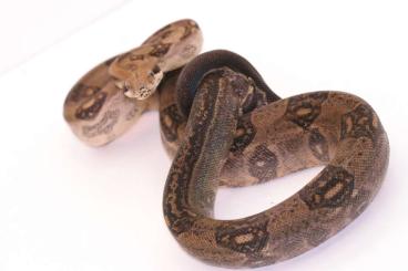 Boas kaufen und verkaufen Foto: Boa Constrictor Dwarf Nachzuchten NZ 21