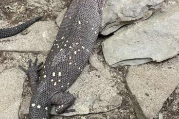 Echsen kaufen und verkaufen Foto: Heloderma h. horridum - Colima Line NZ 2025 Echsen kaufen und verkaufen Foto: Heloderma h. horridum - Colima Line NZ 2025
