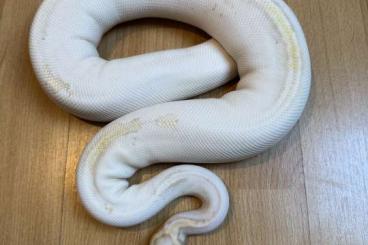 Königspythons kaufen und verkaufen Foto: Verpaarung: Enchi Fire Piebald x Banana Pastel het Piebald 09.2023 Königspythons kaufen und verkaufen Foto: Verpaarung: Enchi Fire Piebald x Banana Pastel het Piebald 09.2023