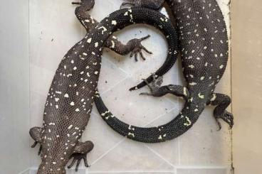 Lizards kaufen und verkaufen Photo: 4.5 Heloderma horridum horridum superblacks 2019/2020 Lizards kaufen und verkaufen Photo: 4.5 Heloderma horridum horridum superblacks 2019/2020