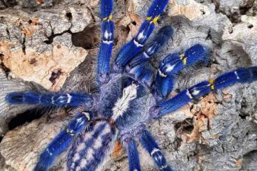 Vogelspinnen kaufen und verkaufen Foto: Poecilotheria metallica slings for sale.