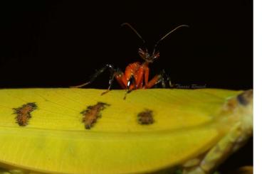 Insects kaufen und verkaufen Photo: Mantodea (Gottesanbeterinnen)
