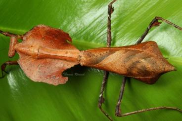 Insects kaufen und verkaufen Photo: Mantodea (Gottesanbeterinnen), NZ Insects kaufen und verkaufen Photo: Mantodea (Gottesanbeterinnen), NZ