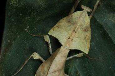 Insekten kaufen und verkaufen Photo: Mantodea (Gottesanbeterinnen)