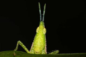 Insekten kaufen und verkaufen Foto: Atractomorpha/"Dufte Heuschrecke"