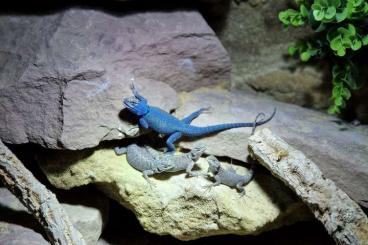 Lizards kaufen und verkaufen Photo: Sceloporus minor 0.0.1 ENZ Lizards kaufen und verkaufen Photo: Sceloporus minor 0.0.1 ENZ