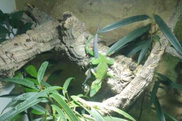 Lizards kaufen und verkaufen Photo:  1.1 Anolis Baracoae Zuchtpaar 