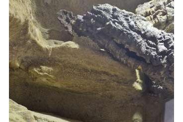 Echsen  kaufen und verkaufen Foto: Sceloporus minor Zuchtgruppe 1.3 Nz 24