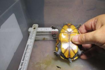 Schildkröten  kaufen und verkaufen Foto: Suche 1,0 Kinosternon baurii / Mann adult oder subadult