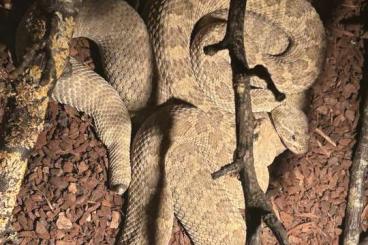 Venomous snakes kaufen und verkaufen Photo: Crotalus abyssus paria canyon