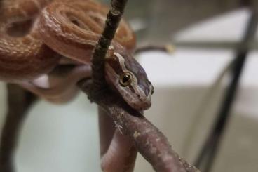 Colubrids kaufen und verkaufen Photo: Hausschlangen, Boaedon capensis 3.0